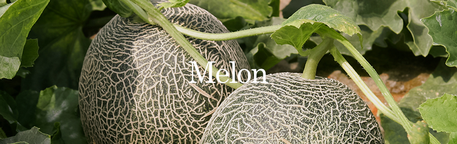 melon