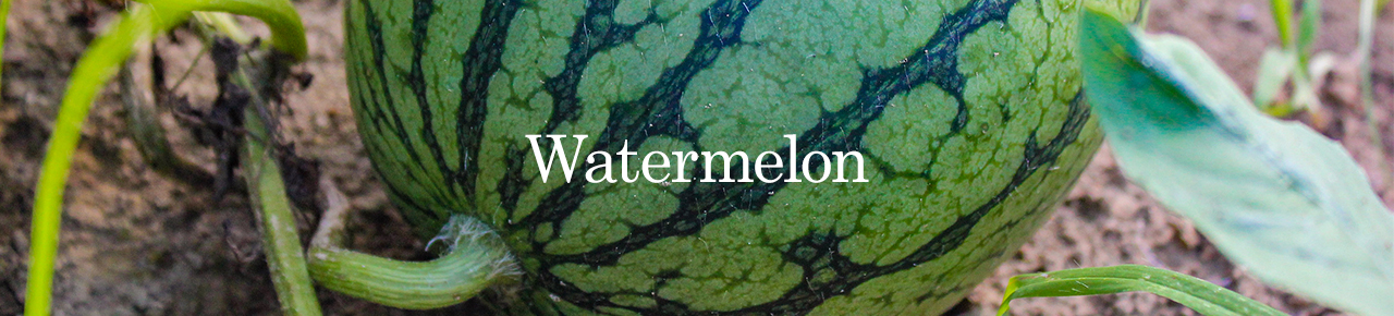water melon