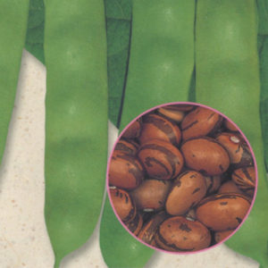 穂高菜豆
