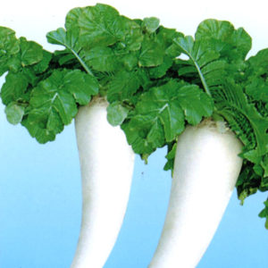 伝統野菜 方領大根