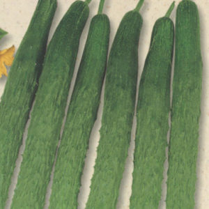 四葉（ｽｰﾖｰ）胡瓜