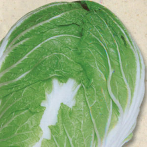 愛知白菜