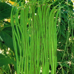伝統野菜 十六ささげ