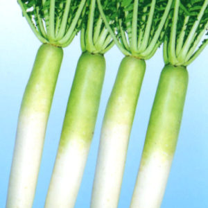 伝統野菜 宮重大根