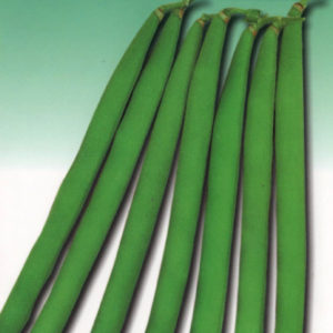 アサヒ育成<br>すじなしトップ菜豆