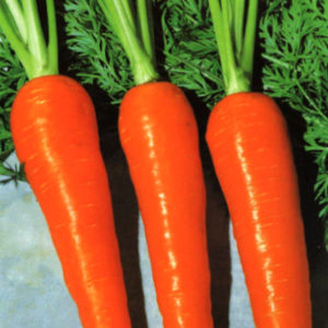 伝統野菜<br>碧南鮮紅五寸人参