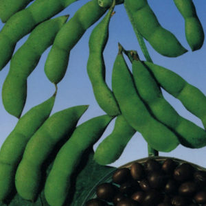アサヒ育成 茶太郎枝豆