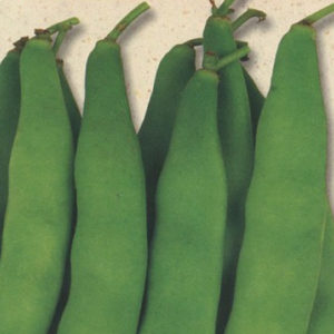 つる有り<br>丸うずらいんげん